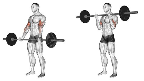 Barbell Upper Body Workout Meanmuscles