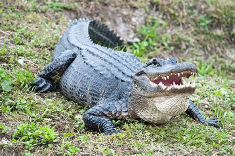 20 Amazing Alligator Facts And Misconceptions About Alligators Our