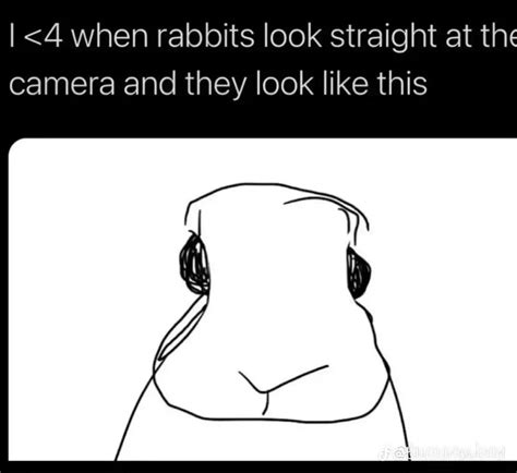 I Thought We Could Relate To This Rbunnies