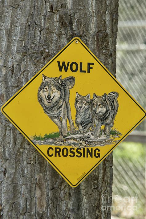 Wolves Crossing Photograph By Patricia Hofmeester Fine Art America