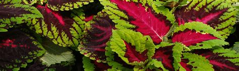 If your vision of starting a garden includes using perennial flower seeds, you may be a bit overwhelmed as to which seeds to start with. Keil's Produce and Greenhouse - Toledo Annual & Perennial ...