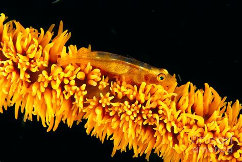 Indonesia Goby Photograph By Dave Fleetham Printscapes Pixels