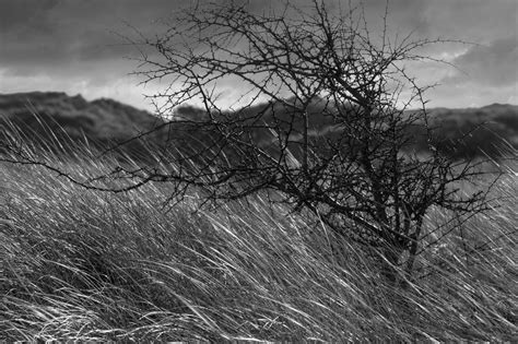 Wallpaper Landscape Forest Grass Sky Winter Branch Atmosphere Windy Cornwall