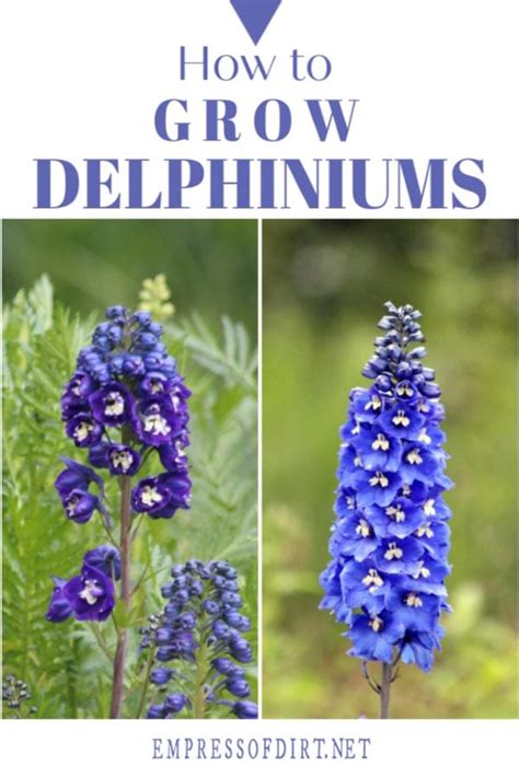 How To Grow Delphiniums Empress Of Dirt