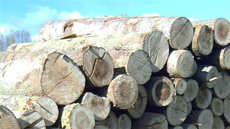 Poplar As Firewood Good Or Bad Wood Stove Handbook Firewood Wood