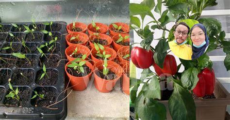 Pelanggan astro yang mempunyai langganan televisyen artikel berkaitan : Cara Mudah Semai Capsicum, Dari Biji Benih Sampai Pokok ...