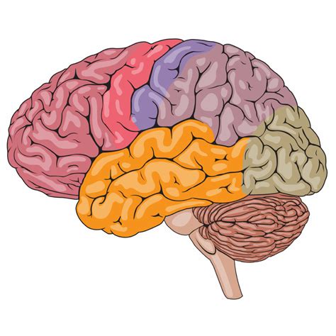 Divisiones Del Sistema Nervioso Mind Map