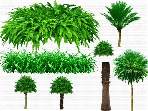 14 Psd Plants Trees Images Psd Tree Free Download Psd Trees Plants