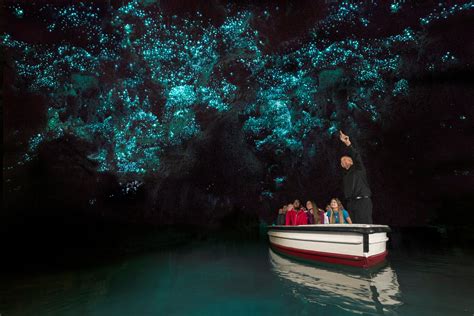 Waitomo Glowworms Caves Cambridge New Zealand