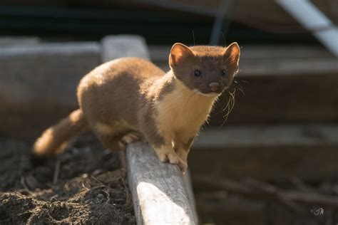 Long Tailed Weasel Mammals Of Wisconsin · Inaturalist