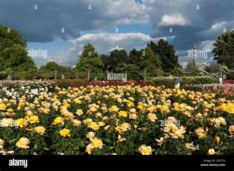 Queen Marys Rose Garden In Regents Park London Uk Stock Photo