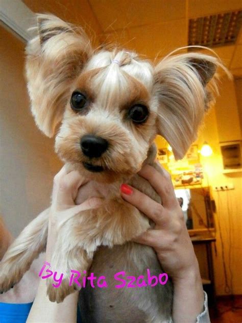 And clean teach you how to clean eyes after build upthank you for subscribing and sharing. #DogGroomingDIY | Dog grooming diy, Yorkie haircuts, Dog grooming business