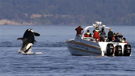 Southern Resident Orca Population Hits 30 Year Low In Puget Sound Katu