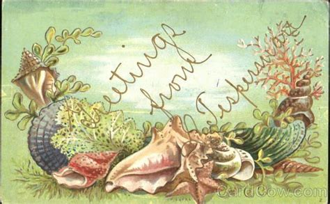 Greetings Vintage Postcards Sea Shells Postcard