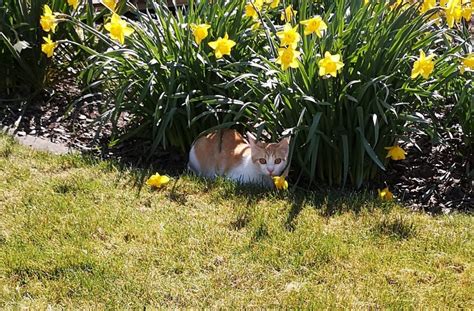 Find the latest tracks, albums, and images from simba und nala. Simba und Nala - Tierheim Quellenhof Passbrunn