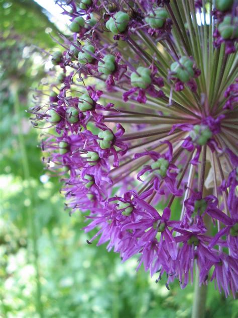 Allium Purple Sensation Sierui De Tuinen Van Appeltern