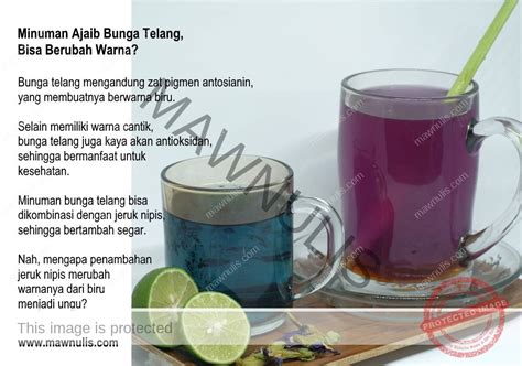 Minuman Ajaib Bunga Telang Bisa Berubah Warna Mawnulis