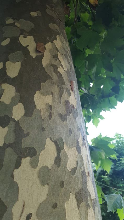 This Trees Bark Looks Like Camouflage Rmildlyinteresting