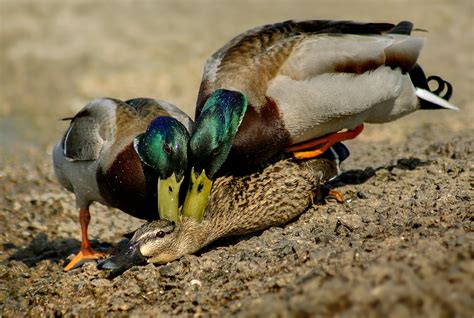 People Mating With Animals