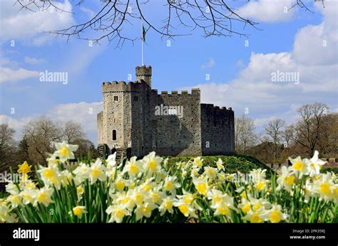 Norman Keep And Daffodils Cardiff Castle Cardiff Souuth Wales