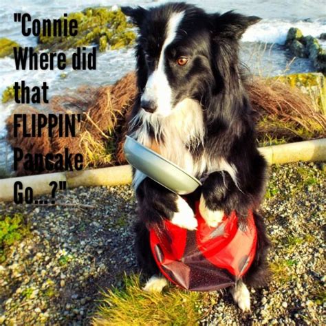 If you'd like to see more of his cuteness, his instagram is [photo id: 67 best images about Border Collie Tribe on Pinterest | Funny sayings, Search and Dog humor