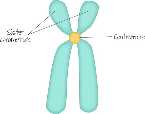 Structure Of A Chromosome Showing Two Identical Chrom Vrogue Co