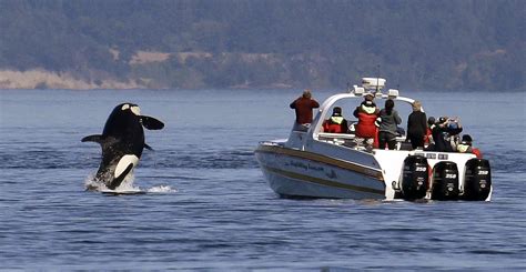 New Whale Watching Restrictions Enacted To Protect Southern Resident