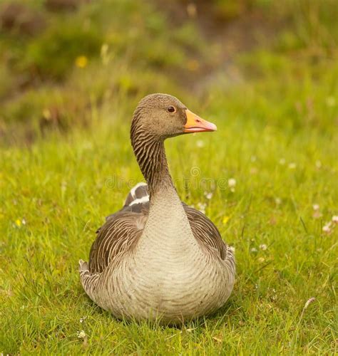 A Greylag Goose Stock Photo Image Of Wildlife Head 81460292