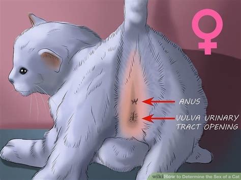 How To Identify The Gender Of My Cat Quora