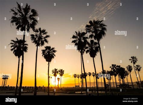 Backlit Palm Trees At Sunset Seen At Venice Beach Los Angeles Usa