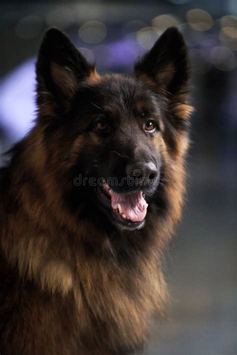 Portrait Of A Dog Breed Long Haired German Shepherd Stock Photo Image