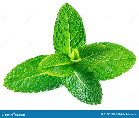 Fresh Raw Mint Leaves Isolated On White Background Spearmint P Stock