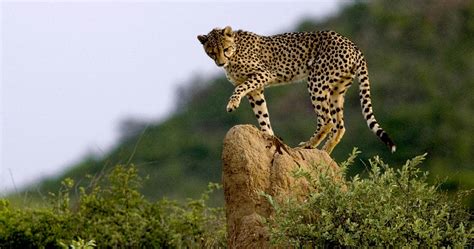 Moremi game reserve is just under 5,000 square kilometres (1,900 sq mi) in extent, covering much of the eastern side of the okavango delta and combining permanent water with drier areas, which create some startling and unexpected contrasts. Moremi Game Reserve travel information - Botswana