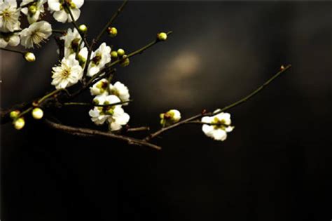 Flower Language And Symbolic Meaning Of Plum Blossom The Plant Aide