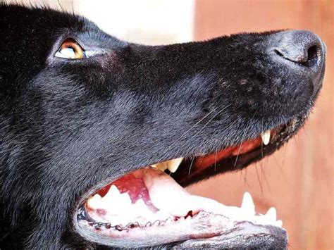 Questo dispositivo funziona tramite due elettrodi in metallo che si trovano a contatto con il corpo del cane. Collare elettrico per cani: come si usa, a cosa serve e ...