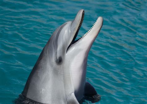 Dolphin Tursiops Truncatus Free Stock Photo Public Domain Pictures