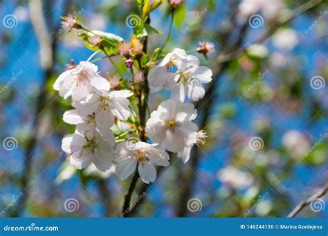 Sakura In Bloom Blooming Plum On A Sunny Day Stock Photo Image Of