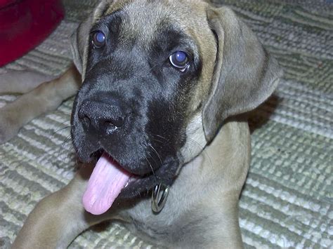 Below is a sample search of our great dane breeders with puppies for sale. #Great #Dane mixed with #Mastiff #dog #breeds | Great dane ...