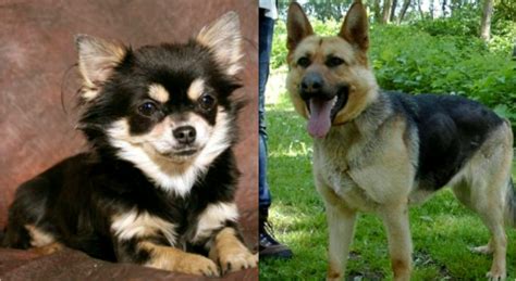 Weltweit ist kaum ein hund so bekannt und beliebt, aber kaum eine andere rasse hat auch so. Schäferhund oder Chihuahua? Guckt euch pls die Fotos an ...