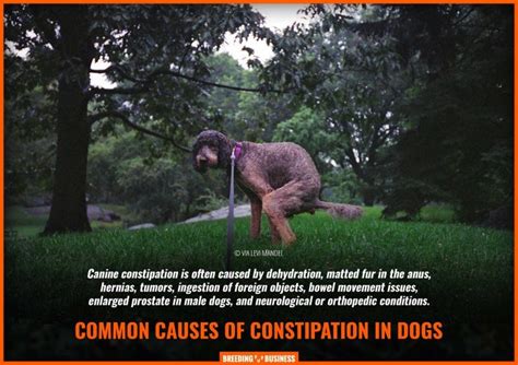 Constipation In Dogs Symptoms Treatments Prevention And Faq