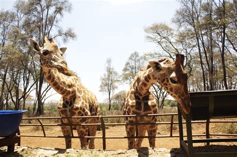 Giraffe Babies In Giraffe Centre Giraffe Centre Nairobi Kenya