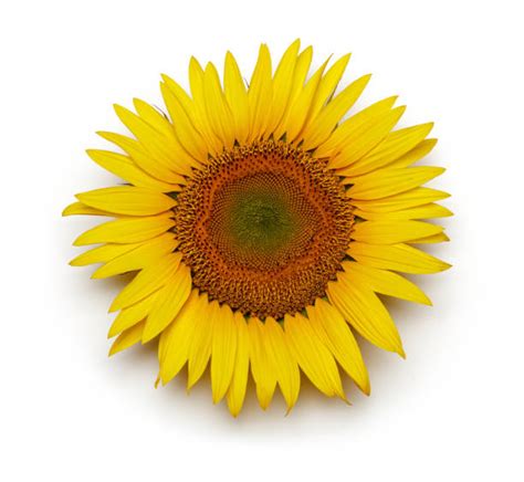 Sunflower White Background Stock Photos Pictures And Royalty Free Images