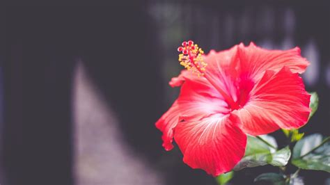 Red Hibiscus Flower Wallpapers Wallpaper Cave