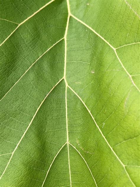 Green Teak Leaf Texture Background Stock Photo Image Of Grow