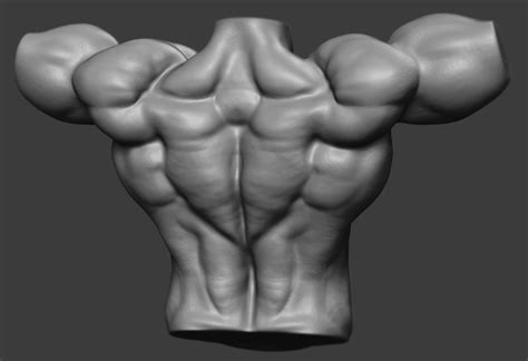 Anatomy Reference Art Reference Muscular Back Figure Study
