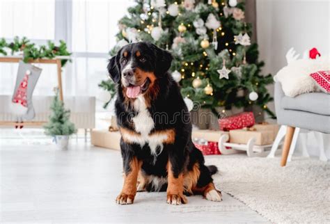Bernese Mountain Dog Sitting Under Christmas Tree Stock Image Image