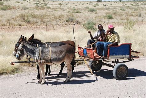 20 Free Donkey Cart And Donkey Images Pixabay