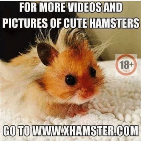 For More Videos And Pictures Of Cute Hamsters Go To Meme