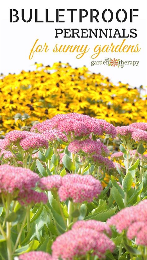 There are several perennial flowers native to zone 4 areas that are hardy even in the coldest of winters. 338 best Perennials for zone 4 images on Pinterest ...