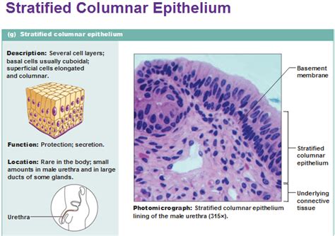 The Different Layers Of The Stratified Squamous Epithelium Steve Gallik